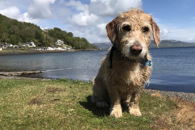 Jenson at Ascog Bay on Bute, a dog-friendly destination. Pic: J Mitchell