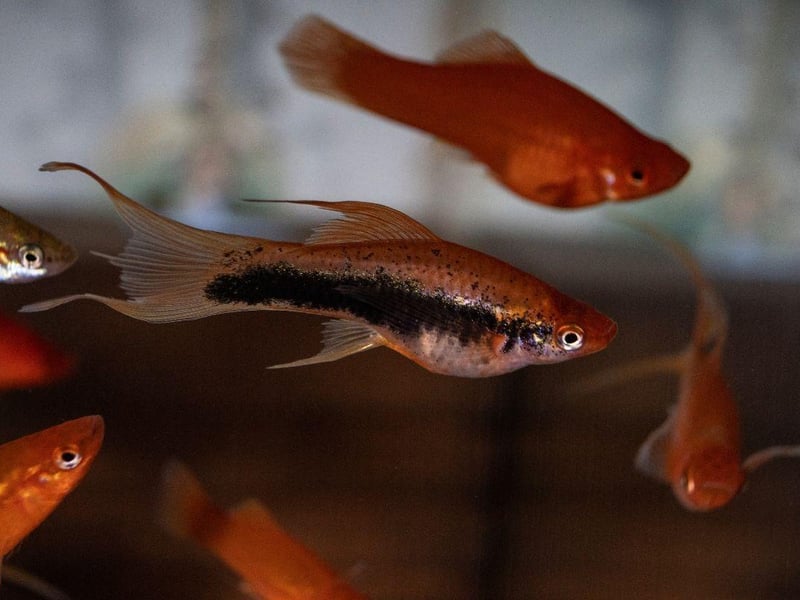 No prizes for guessing how the Swordtail got its name - with its distinctive tail differentiating it from its close cousin the Platy. Selective breeding means they are available in a wide variety of colours including black, silver, orange, red, and mixed patterns. They are great for beginners as they are a community fish, meaning they get on well with other species. The only exception is males can be territorial with other males - so maybe only add one to your tank.