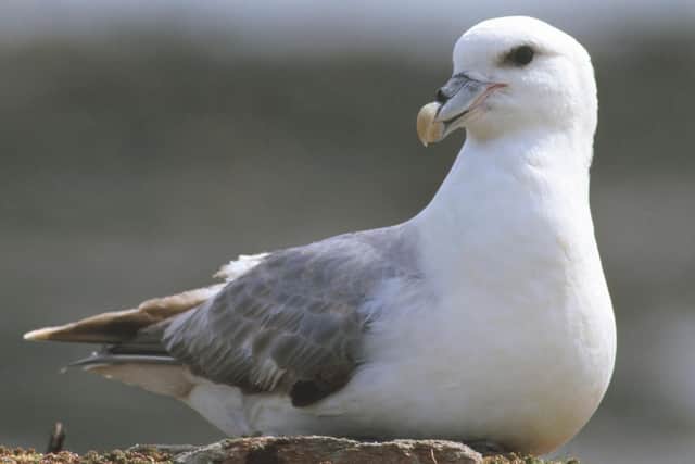 Scotland's seabirds, including fulmars, have declined by more than a third over the long term