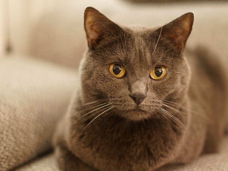 This gorgeous but quiet cat breed does enjoy exercise but is known to bond firmly with one owner and is very low maintenance.