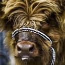 A two-month-old Highland Cow at the Royal Highland Show at Ingliston. Picture: Lisa Ferguson