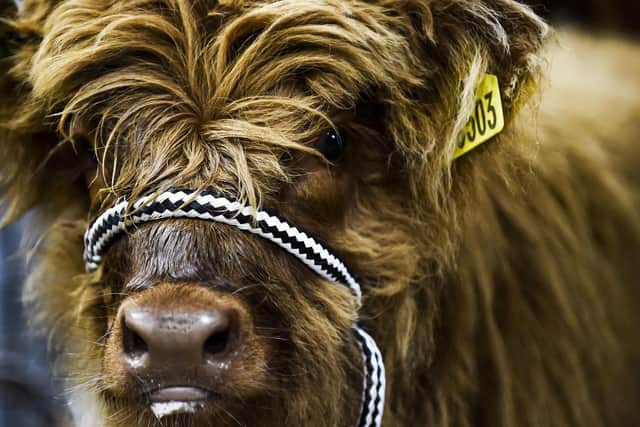 A two-month-old Highland Cow at the Royal Highland Show at Ingliston. Picture: Lisa Ferguson