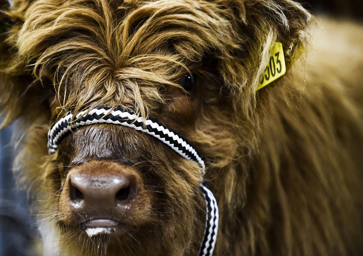 Royal Highland Show: Friday and Saturday sold out as event returns with bang after Covid pandemic