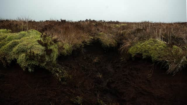 The Scottish Government has committed hundreds of millions of pounds to land restoration projects, causing land prices to rise (Picture: Oli Scarff/AFP via Getty Images)