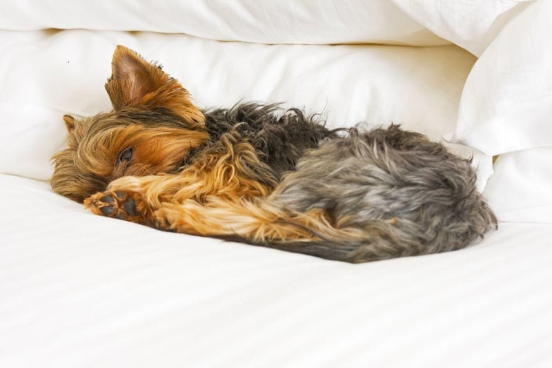 The Yorkshire Terrier scored well in all categories, only missing out on top spot because they can be slightly too energetic for long lies on a Sunday.