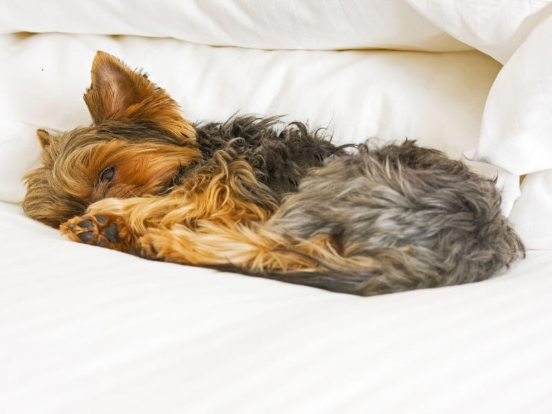 The Yorkshire Terrier scored well in all categories, only missing out on top spot because they can be slightly too energetic for long lies on a Sunday.