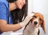 Sadly certain breeds of dog are more likely to get ear infections than others.