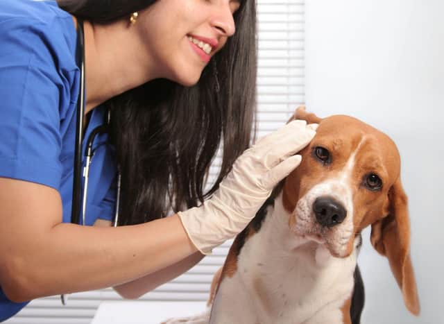 Sadly certain breeds of dog are more likely to get ear infections than others.