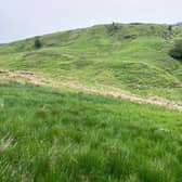 Farmers have repeatedly warned bracken poses a significant threat to biodiversity, drinking water quality, agriculture, animal welfare, and public health (pic: Brian Walker)