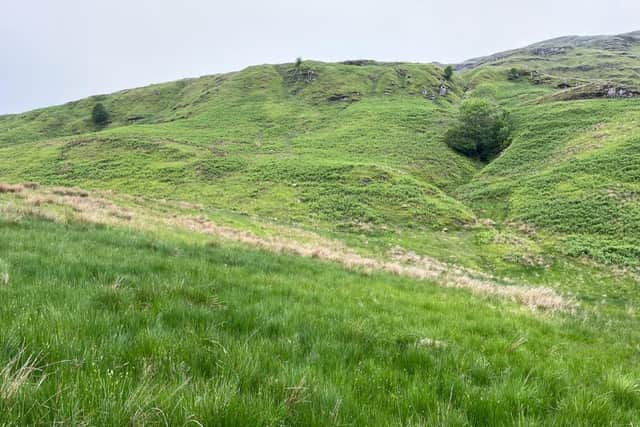 Farmers have repeatedly warned bracken poses a significant threat to biodiversity, drinking water quality, agriculture, animal welfare, and public health (pic: Brian Walker)