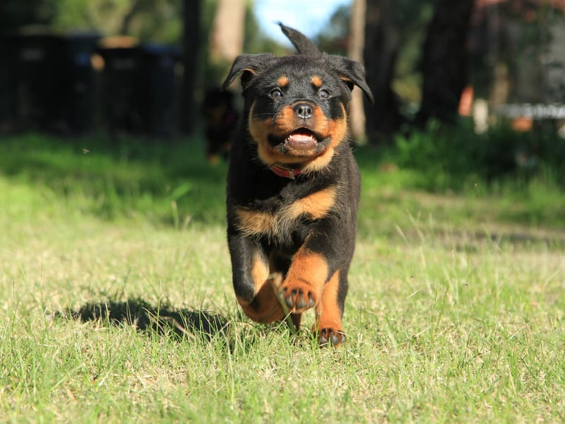 A breed that has at times been unfairly labelled as aggressive, there were 2,874 registrations of gentle and noble Rottweilers in 2021.