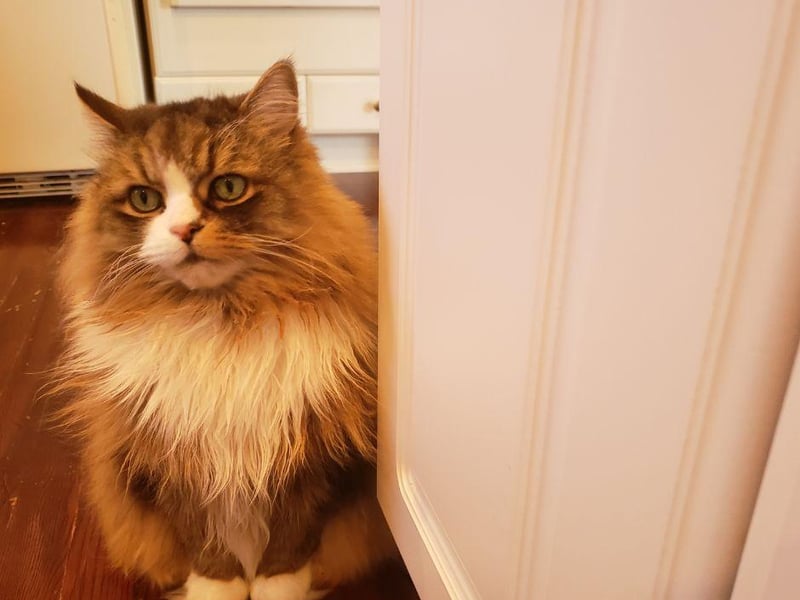 Quite simply one of world's most popular breeds, the Ragamuffin is commonly a very healthy breed. And how about these gorgeous eyes?
