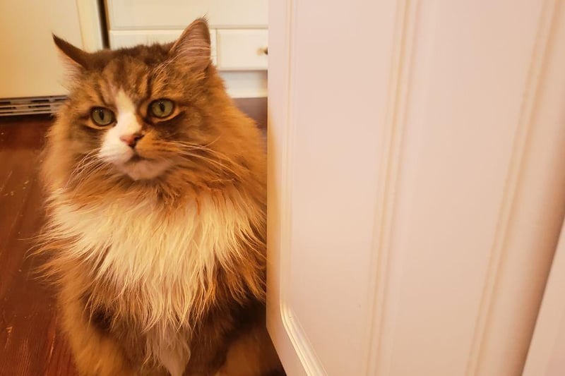 Quite simply one of world's most popular breeds, the Ragamuffin is commonly a very healthy breed. And how about these gorgeous eyes?