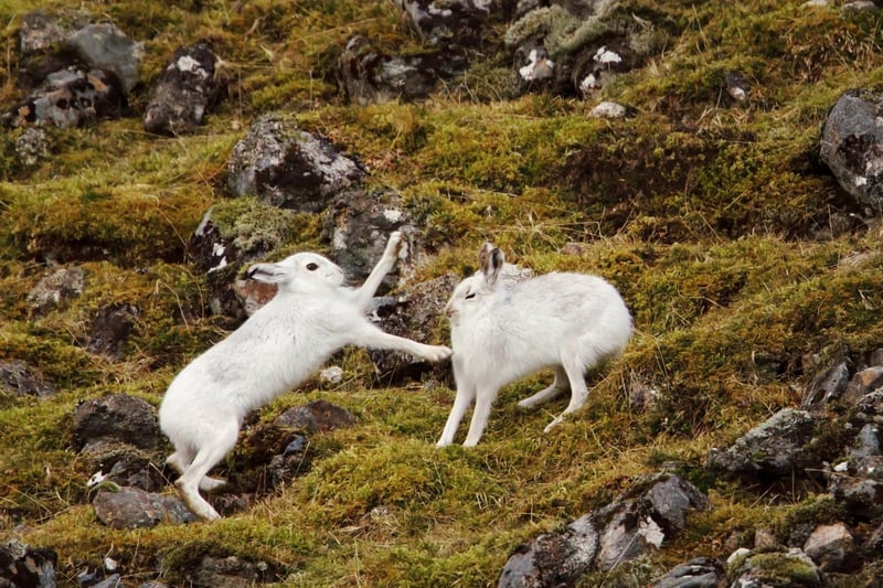 March is when the mountain hare's breeding season starts, which explains their 'mad' behaviour as they race around, boxing each other for supremacy. They can be spotted on heather moorland and it's the perfect time to see them, as they often still have their white winter coat so are less well camouflaged.