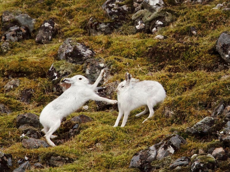 March is when the mountain hare's breeding season starts, which explains their 'mad' behaviour as they race around, boxing each other for supremacy. They can be spotted on heather moorland and it's the perfect time to see them, as they often still have their white winter coat so are less well camouflaged.