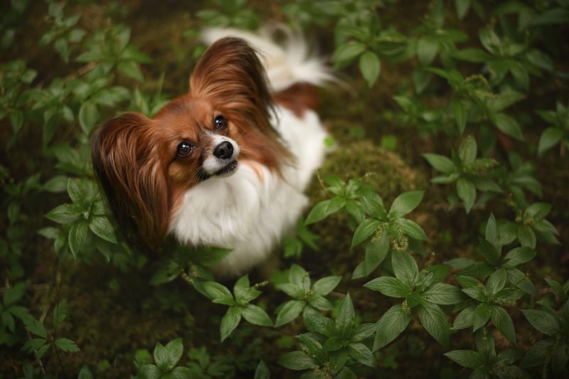 Having been around for hundreds of years, it's maybe no surprise that the Papillon has gone by a number of different names. They include the Butterfly Dog, Squirrel Dog, Belgian Toy Spaniel, Continental Toy Spaniel, Dwarf Continental Spaniel, Epagneul Nain, and Toy Spaniel.