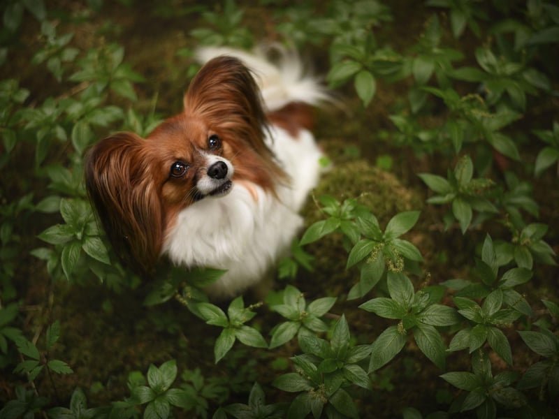 Having been around for hundreds of years, it's maybe no surprise that the Papillon has gone by a number of different names. They include the Butterfly Dog, Squirrel Dog, Belgian Toy Spaniel, Continental Toy Spaniel, Dwarf Continental Spaniel, Epagneul Nain, and Toy Spaniel.