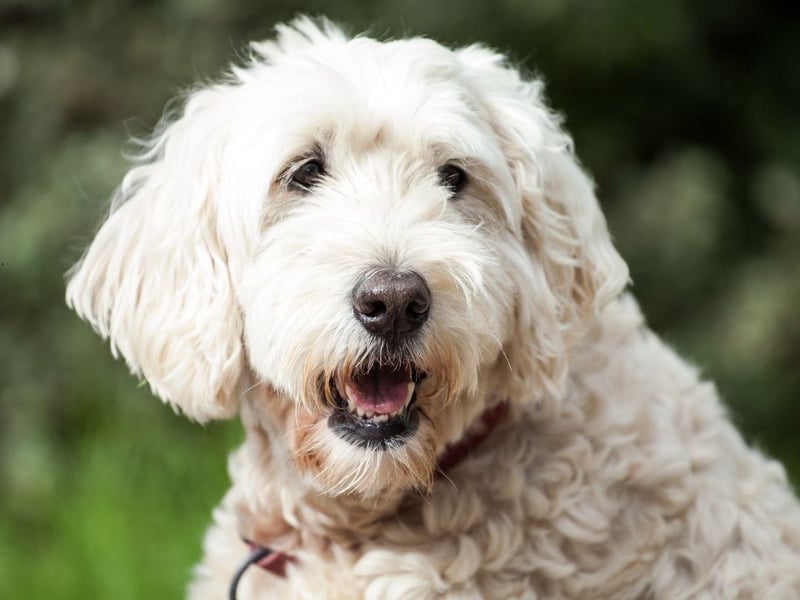 Adaptable to city, country or suburban life, the Soft Coated Wheaten is medium-sized breed of dog that is more easygoing that many of their terrier cousins. They need a decent amount of daily exercise and make a great first-time dog for a family.