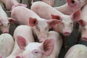 African swine fever threat