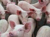 African swine fever threat