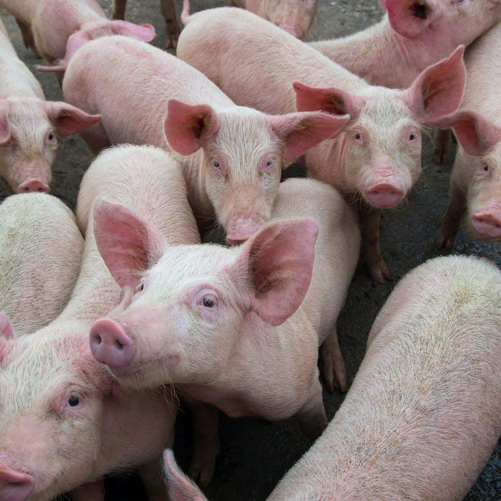 African swine fever poses threat to national herd