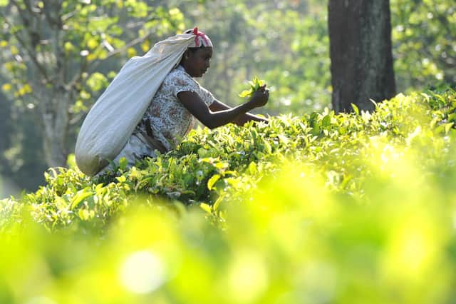 Tea production has crashed in Sri Lanka