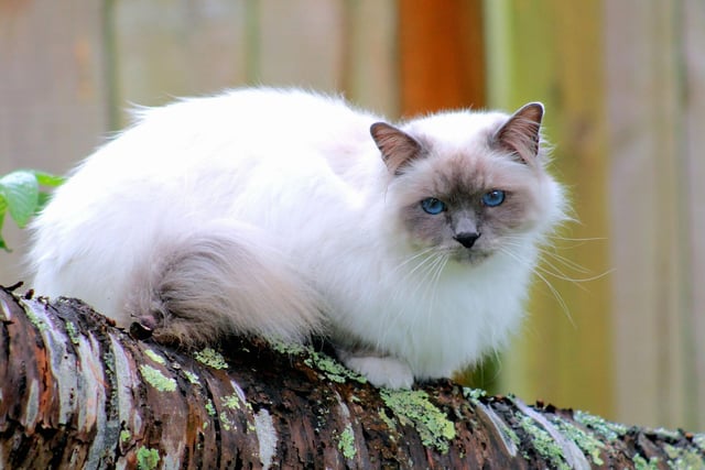 Bright blue eyes and bushy tails make the Birman an easily recognisable breed. They create bonds easily, and have a silky fur that rarely matts.