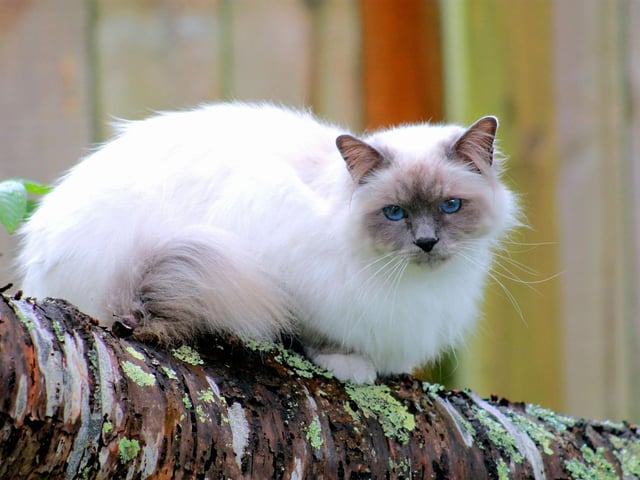 Bright blue eyes and bushy tails make the Birman an easily recognisable breed. They create bonds easily, and have a silky fur that rarely matts.