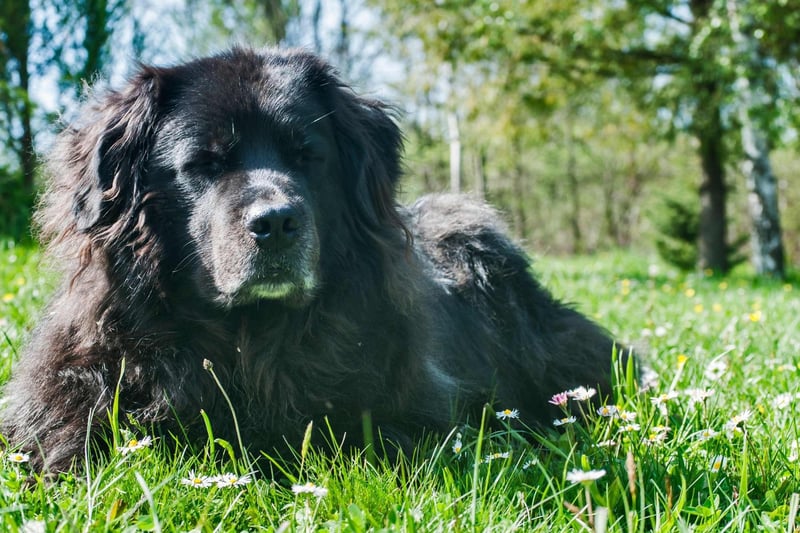 Canada's Newfoundland breed can weigh up to 70kg and are probably the strongest dog on this list. They get on very well with children and are fiercely protective of family members.