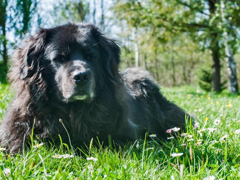 Canada's Newfoundland breed can weigh up to 70kg and are probably the strongest dog on this list. They get on very well with children and are fiercely protective of family members.