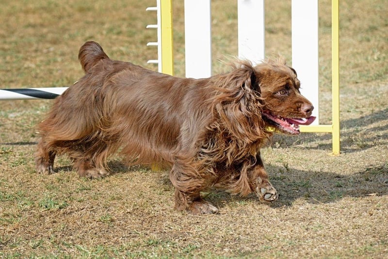 Known for their clownish and energetic temperament, the Sussex Spaniel is one of a number of at-risk UK spaniels. There were just 44 registrationslast year, and no more than 74 registrations in each of the last 10 years.