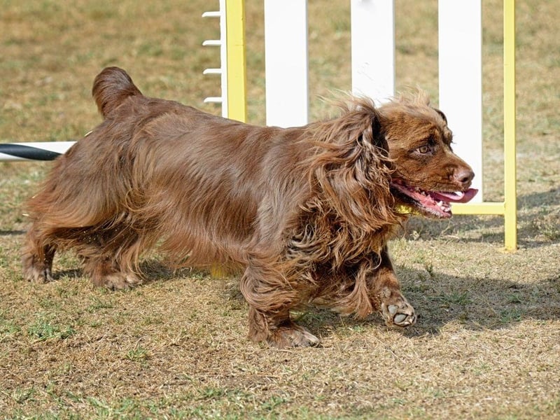 Known for their clownish and energetic temperament, the Sussex Spaniel is one of a number of at-risk UK spaniels. There were just 44 registrationslast year, and no more than 74 registrations in each of the last 10 years.