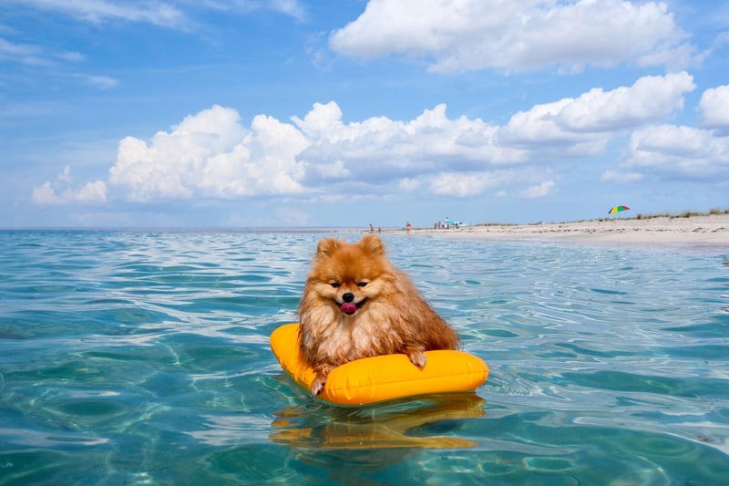 Two Pomeranians were among only three dogs to survive the sinking of the Titanic in 1912. Lady escaped with her owner Margaret Hays in lifeboat number seven, while another unnamed Pomeranian owned by Elizabeth Barrett Rothschild found a space in lifeboat number six.