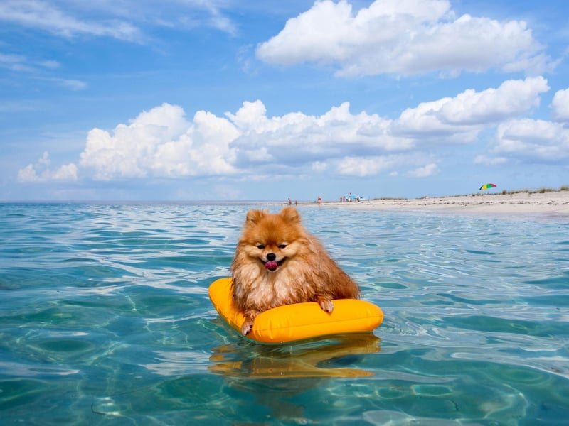 Two Pomeranians were among only three dogs to survive the sinking of the Titanic in 1912. Lady escaped with her owner Margaret Hays in lifeboat number seven, while another unnamed Pomeranian owned by Elizabeth Barrett Rothschild found a space in lifeboat number six.