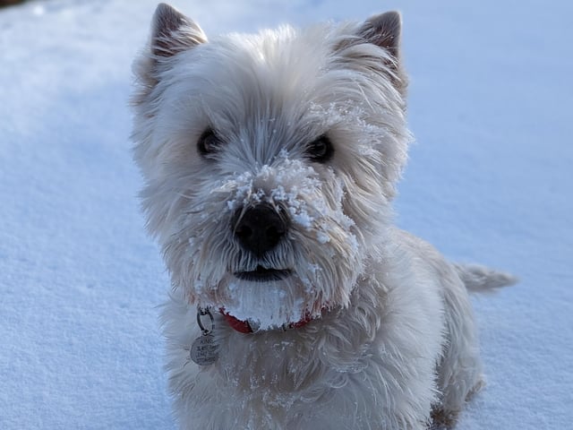 All round best boy Harris enjoying a walk in the snow this morning.