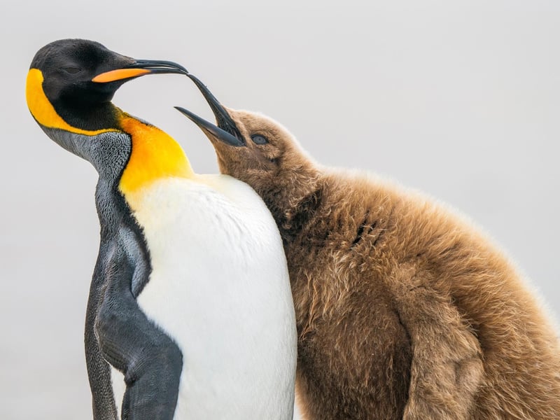 MORE FISH PLEASE!
King Penguin Aptenodytes patagonicus. Saunders Island, Falkland Islands (Malvinas). Levi Fitze, Switzerland. Category: Comedy Bird Photo. SILVER AWARD WINNER.
When observing King Penguins, I was struck by how their behaviour sometimes resembles that of humans. This juvenile constantly begged until the annoyed adult walked away. However, the fact that the juvenile was more massive than the adult suggests good parenting overall.
Sony A1 with Sony 400mm f/2.8 lens. 400mm; 1/1,250s; f/4; ISO 640