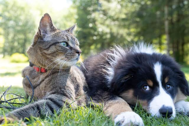 Pet food could be the next supermarket item to suffer as we head into winter. Photo by Andrew S on Unsplash.