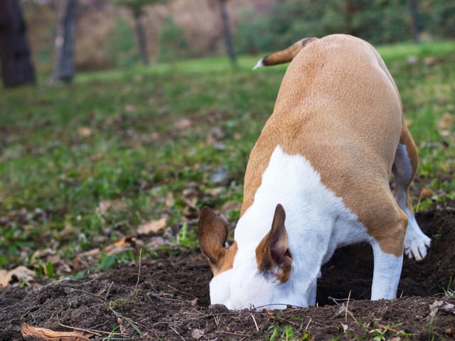 Yes, this is true and it is actually a survival skill that wild dogs used long before they became pets. Burying it meant they’d have food for later and other dogs or predators could not take it from them. This is now replicated in domesticated dogs, as they will hide treats they consider to be of high value in fear that they will be taken away from them.