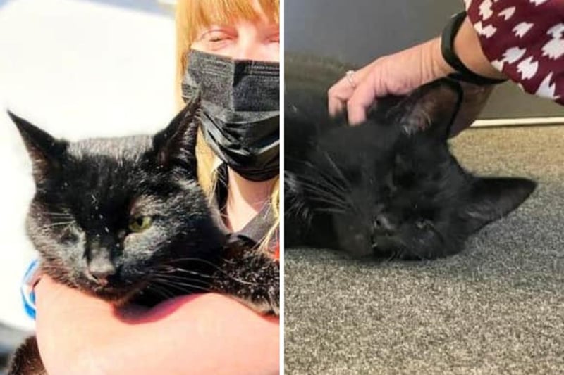 This cat was ‘well-loved’ at Her Majesty’s Prison Grampian in Peterhead where he was regularly fussed over by staff who nicknamed him ‘One-eyed Joe’. Yet one day Joe somehow entered a shipping container almost 2 miles away at the town’s port which saw him shipped offshore to an oil rig where he started a new life with the rig workers where he was reportedly “spoiled rotten”. Eventually, he was reported to the SPCA who got him on a helicopter and returned him home after so many years.