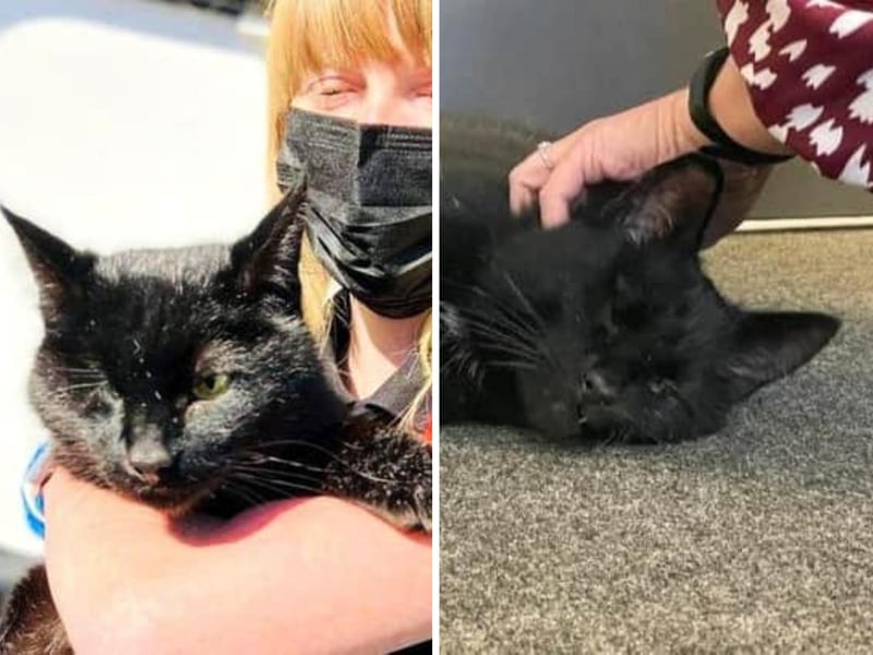 This cat was ‘well-loved’ at Her Majesty’s Prison Grampian in Peterhead where he was regularly fussed over by staff who nicknamed him ‘One-eyed Joe’. Yet one day Joe somehow entered a shipping container almost 2 miles away at the town’s port which saw him shipped offshore to an oil rig where he started a new life with the rig workers where he was reportedly “spoiled rotten”. Eventually, he was reported to the SPCA who got him on a helicopter and returned him home after so many years.