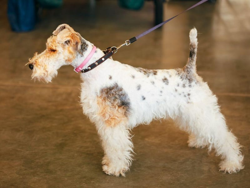 Despite the similar names, it's thought that the Wire Fox Terrier does not have a shared ancestry with the Smooth Fox Terrier. Used to chase foxes down burrows, they became popular in England after one starred in 'The Thin Man' feature films. Comic book character Tintin's dog is also a Wire Fox Terrier.