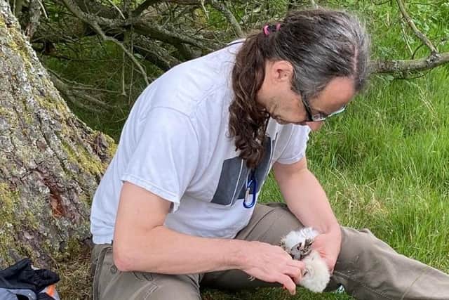 Dr Stewart White and the Millden team carefully remove baby owls from their nests and fit them with individually numbered leg rings