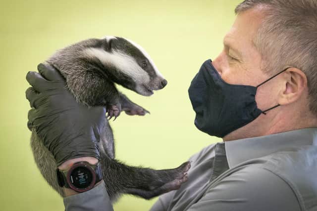 Lib Dem leader Willie Rennie handles a six-week-old badger during a visit to the SSPCA National Wildlife Rescue Centre at Fishcross near Alloa.