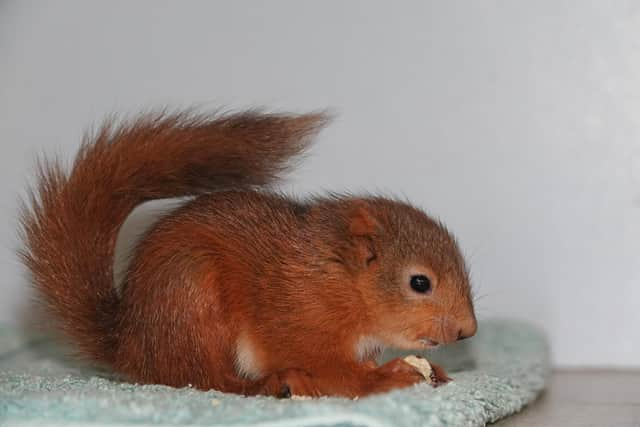 A red squirrel - the subject of the book A Scurry of Squirrels - Nurturing the Wild. Picture: Polly Pullar