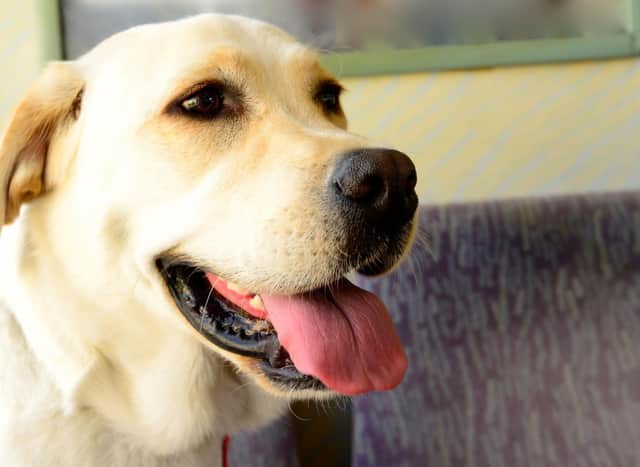 Claire Harris, from Pet2Places, says: Go for a seat where there is space for the dog to sit (especially if they are a large dog) but somewhere no one else is likely to sit down. This is so your dog doesn't have to sit with a stranger if they are not good with strangers, or if they will be overly friendly."