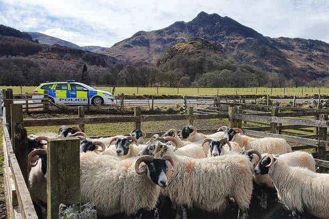 Police Scotland is warning dog owners to act responsibly after a lamb had to be put down following an incident of animal worrying in Glenesk area of Angus last week.