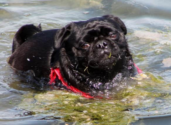 Flat-faced dogs like dogs are twice as likely to suffer with heatstroke than dogs with normal snouts.