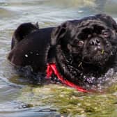 Flat-faced dogs like dogs are twice as likely to suffer with heatstroke than dogs with normal snouts.