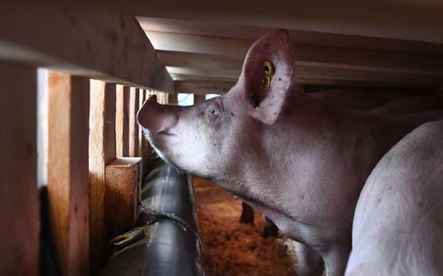 A new strain of flu virus has emerged in China-based pigs (Getty Images)