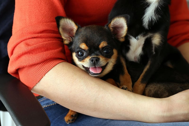 Bred to be companion dogs, Chihuahuas tend to establish a firm bond with one particular person and then want to accompany them everywhere they go. These are not dogs that like being left alone and are fiercely loyal.